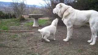 Ramenskiy Grizli Luck Ayu 3 year old with his son KKatakomba Temudzin Batyr 8 weeks old [upl. by Anyalram]