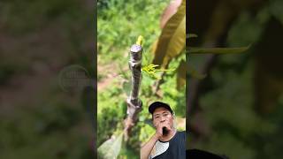 grafting mangga mango fruit plants [upl. by Atiroc712]