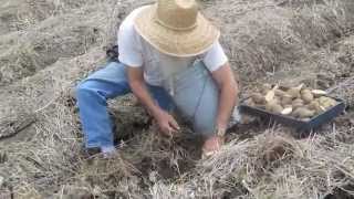 Planting Potatoes in Mycorrhizae Inoculum [upl. by Glynis]