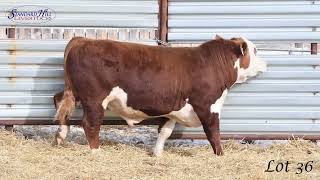 Lot 36SHL 132K SHEHC 2024 [upl. by Matuag]