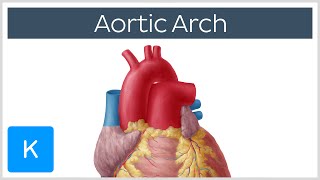 Aortic Arch Anatomy Branches Function amp Definition  Kenhub [upl. by Tuorah449]