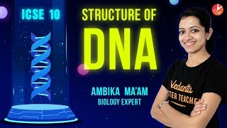 Structure of Chromosome  Structure Of DNA  ICSE Class 10 Biology  Cell Cycle and Cell Division [upl. by Lledniuq]