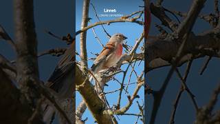 Quick facts about the Linnet  Bird Sounds shorts [upl. by Aronaele]