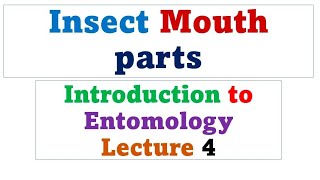 Insect mouthparts  Lecture 4 [upl. by Vernita425]