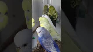 Budgie Sounds budgies pets birds shorts [upl. by Walling]