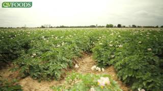 Growing potatoes from field to supermarket [upl. by Lamrert]