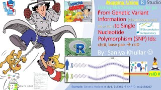 Finding SNP rsIDs from Genetic Variant Chromosome and Base Pair Info with R Bioconductor Software [upl. by Mulac156]