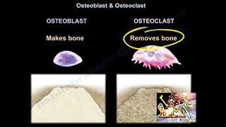 Osteoblast amp Osteoclast  Everything You Need To Know  Dr Nabil Ebraheim [upl. by Evanthe]