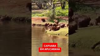 Capivara em Apucarana [upl. by Hillinck]