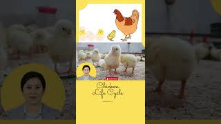 Chicken Life Cycle For Kids [upl. by Crotty]