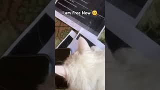 Oreo is Free Now ❤️ shorts ytshorts cat funny [upl. by Nerraw]