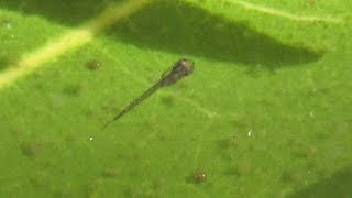 Reasons to Raise Gourami and Guppy Fry Together [upl. by Inilahs589]