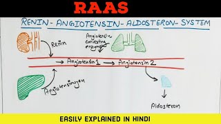 RAAS  Renin Angiotensin Aldosterone System  Easily explained in Hindi [upl. by Yrreb]