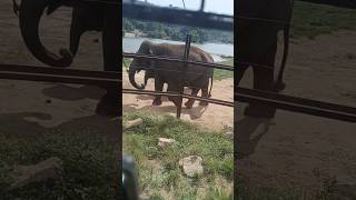 Big elephant 🐘🐘 in Bannerghatta safari 🥰bannerghattabiologicalpark safari elephant [upl. by Lindon689]