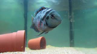 Convict Cichlid Care and Information [upl. by Ainessey]