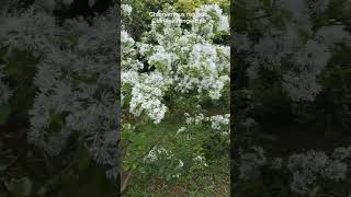 Chionanthus retusus Chinese fringe tree [upl. by Ailekahs]