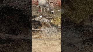 Donkey eating from garbage ytviral donkey y [upl. by Netty]