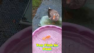 I Prank Ducks amp Geese With Toy Fish ducks geese ducklife [upl. by Yecnay192]