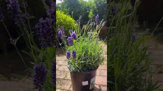 watch this before growing lavender from seed [upl. by Junieta]