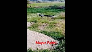 ময়ূর পাখি peacock shortvideos shorts [upl. by Gnut556]