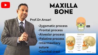 Maxilla  Zygomatic process  Frontal process  Alveolar process  Palatine process  Conchal crest [upl. by Vashtee]