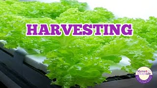 Harvesting Estrosa Lettuce  mamskikay [upl. by Jazmin]