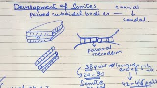 Third Week of Development  Somites and Intraembryonic coelom [upl. by Platus]