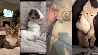 WHOLESOME CAT TIKTOK COMPILATION  TIKTOK COMPILATION 2020 [upl. by Woermer]