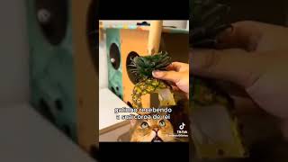 cat gatuno catshorts pets catvideos funny catlover gatoslindos catsofyoutube [upl. by Lemak]