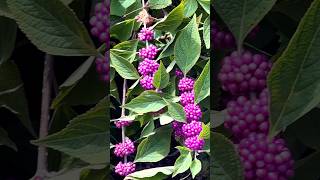 Dazzling American Beautyberry 💜 Relaxing Forest Music shorts plants plant nature beautiful [upl. by Meurer320]