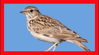 Woodlark Song Woodlark Call Woodlark Chirp Woodlark Sound Alondra Totovía Canto Lullula Arborea [upl. by Natsud]