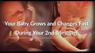 Your Growing Babys Changes Through the Second Trimester  WebMD [upl. by Mccandless]