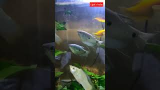 Gouramis Fish Tank Mates [upl. by Acinet]