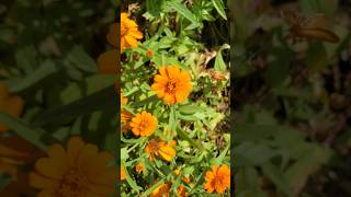 Zinnia angustifolia 🌼  homegarden nature JoJoSVNature garden [upl. by Llerej]