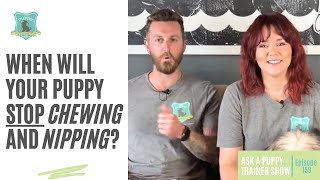 When Do Puppies Stop Chewing and Nipping  AAPTS Ep 159 [upl. by Angil]