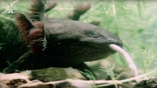 Top 10 WEIRDEST Animals Youve NEVER Seen  Earth Unplugged [upl. by Blakeley979]