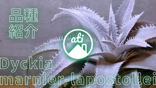 【品種紹介】ディッキアマルニエルラポストレイDyckia marnierlapostollei [upl. by Nagaem677]