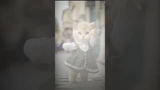 Cats dance 🤣🤣trending funny comedy catvideos catdance viral [upl. by Panchito]