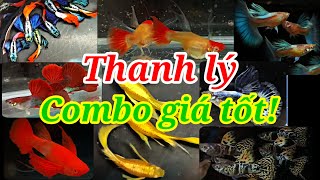 Guppy cá 7 màu374 Thanh lý Combo giá tốt Blue topaz Koi red ear ribbon Full gold Dumbo [upl. by Nulubez]