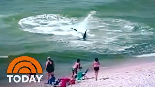 Watch Massive Hammerhead Shark Thrashes Just Feet From The Shore [upl. by Ahsinahs]