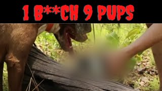 The Tragic Story Of 1 Bih 9 Pups  This Video Is Not For The Feint Of Heart Adam Britton [upl. by Ennairej]