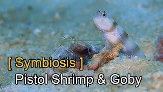 Surprising Facts about Pistol Shrimp and Gobys Symbiotic Relationship  Animal Cooperation [upl. by Deland]