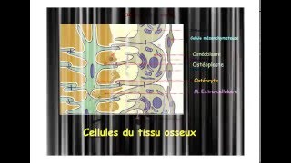 HISTOLOGIE Tissu osseux et ossification [upl. by Nibuz968]