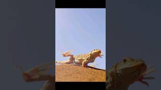 The Shovel Snouted Lizard And Viper shivasen204trending youtubeshortsanimalseducationdesert [upl. by Enerahs451]