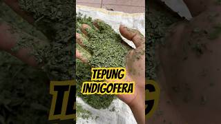 Membuat tepung indigofera untuk pakan ayam kokkalai 2024 indigofera [upl. by Gwynne]