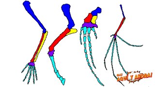 ¿Cómo Funciona la Evolución [upl. by Jem]