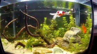 Acuario plantado goldfish agua fría 160L 05022016 [upl. by Nhaj476]