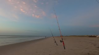 Bluefish CATCH CLEAN and COOK plus NEW SPECIES on Tybee Beach [upl. by Eugenle]