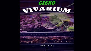 Gecko Enclosure Time Lapse Build gecko terrarium reptiles vivarium [upl. by Savitt]