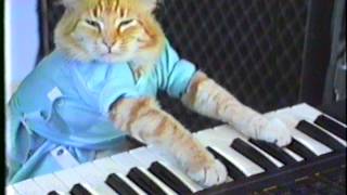 Keyboard Cat Plays Off Mayor Ford [upl. by Eniamurt180]